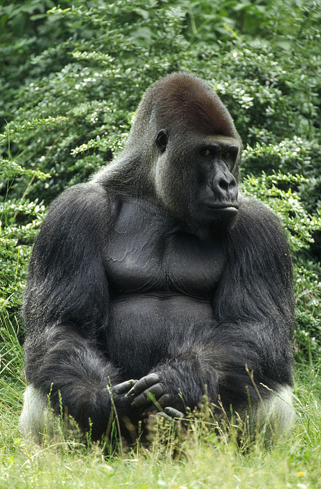 Western Lowland Gorilla Male Zip Pouch by Konrad Wothe - Animals