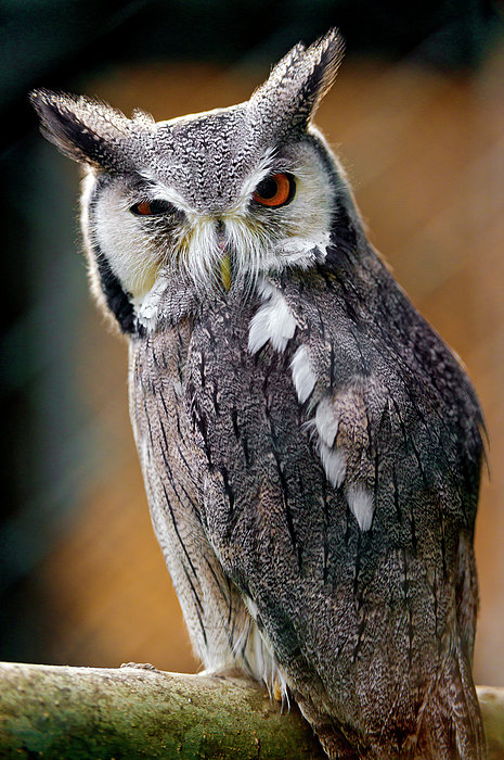 Winking Owl Jigsaw Puzzle by Picture By Tambako The Jaguar