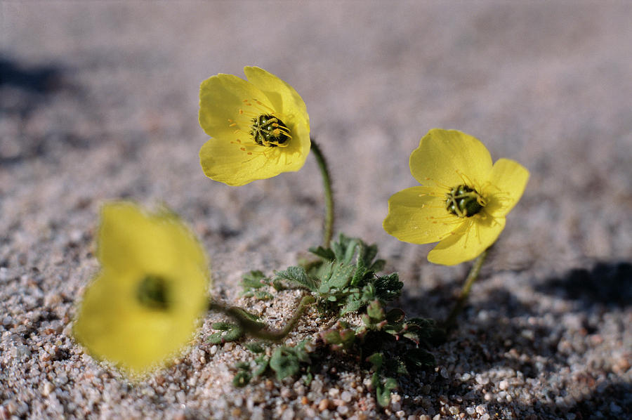 Arctic Poppy #1 by Simon Fraser / Science Photo Library