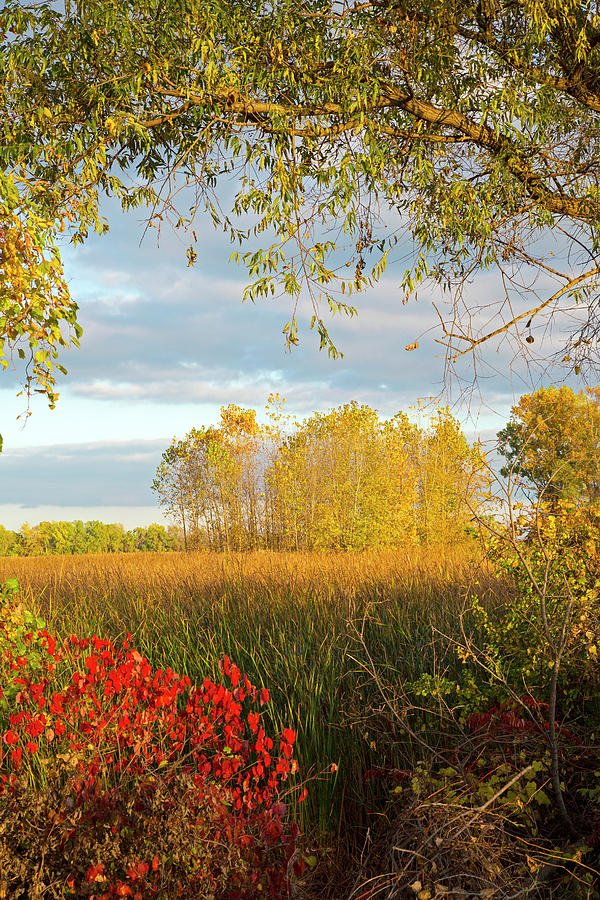 Library Fall Trees Autumn Trees #1 by Jim West / Science Photo Library