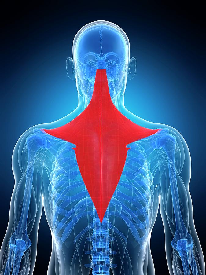 Back Muscle #1 by 3Dmedisphere / Science Photo Library