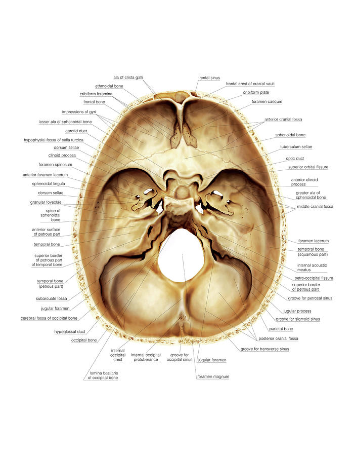 Base Of The Cranium #1 by Asklepios Medical Atlas / Science Photo