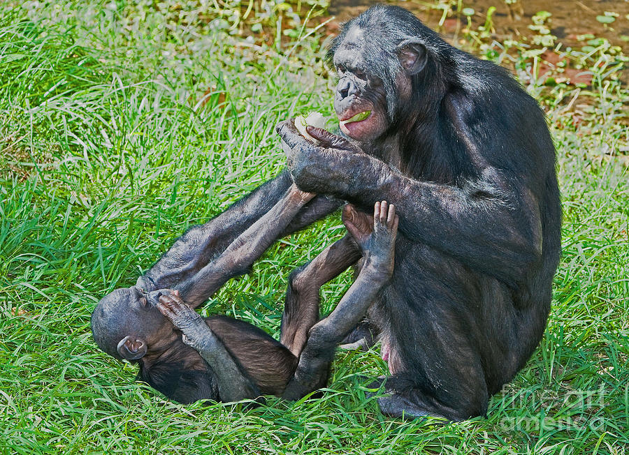 Bonobos ‎– Bonobos In Dub February 14th is World Bonobo Day!