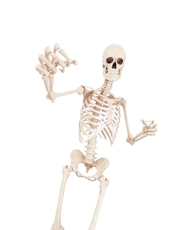 Boxer's Skeletal System #1 by 3Dmedisphere / Science Photo Library