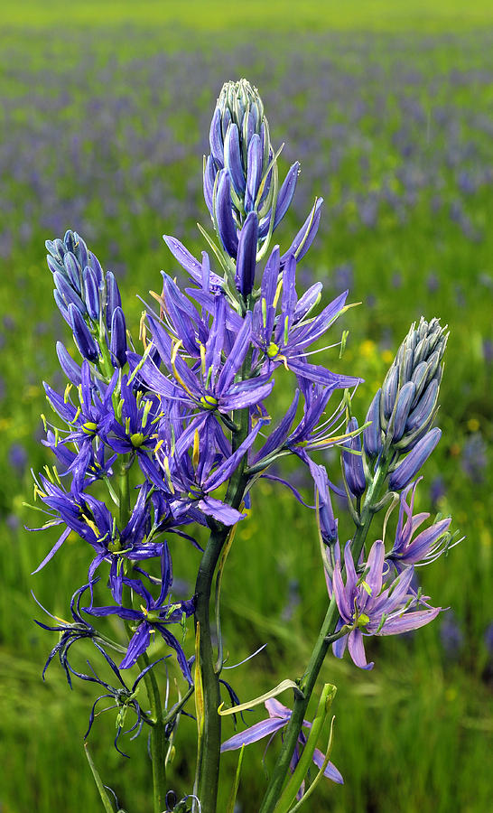 Camas Flower #1 by Theodore Clutter