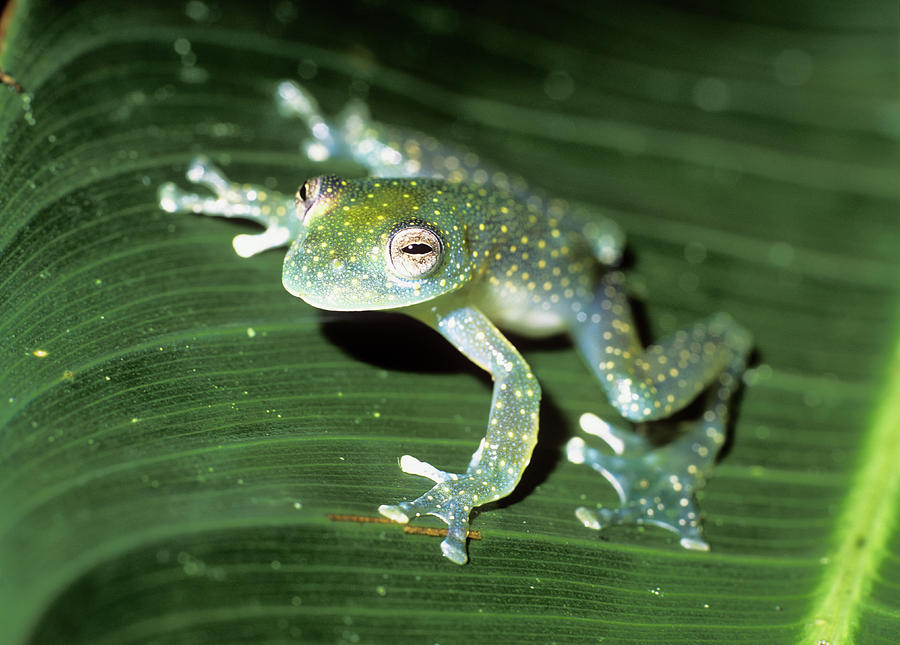 Glass Frog Basic Glass Frog #1 by Dr Morley Read / Science Photo Library
