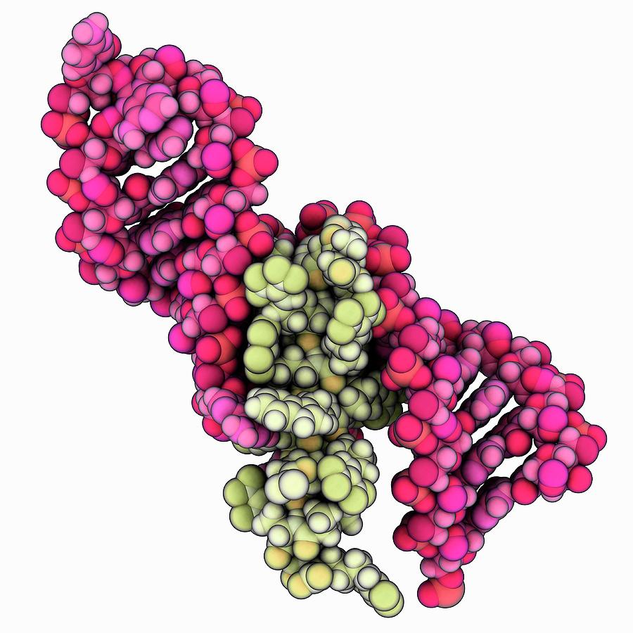 Hiv-1 Rre Rna Complexed With Rev Peptide #1 by Laguna Design / Science ...