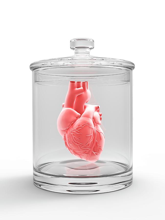 Human Heart In A Glass Jar #1 by Alfred Pasieka / Science Photo