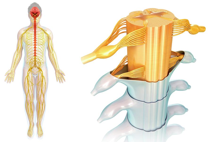 Human Spinal Cord #1 by Pixologicstudio / Science Photo Library