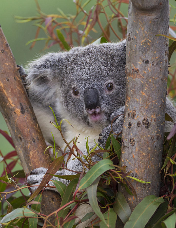 Koala #1 by San Diego Zoo