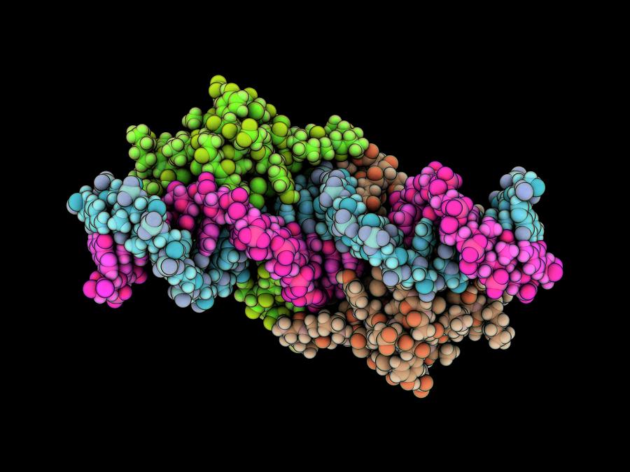 Lac Repressor Dna Complex #1 by Laguna Design / Science Photo Library