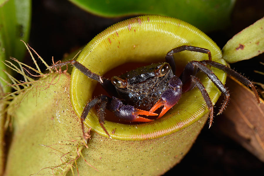 Land Crab Inside Pitcher Plant #1 by Francesco Tomasinelli