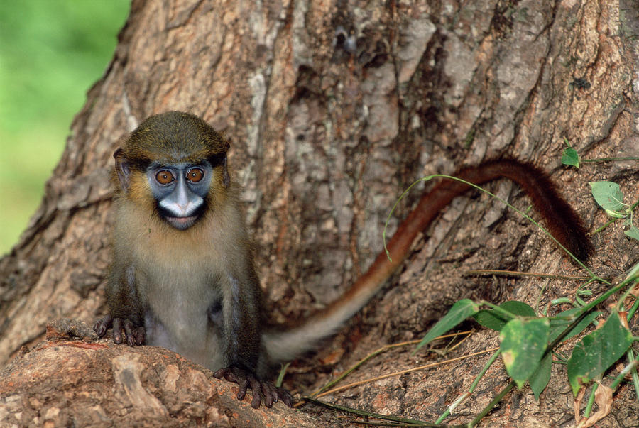 Guenon Library Moustached Guenon Orphan #1 by Tony Camacho / Science Photo Library