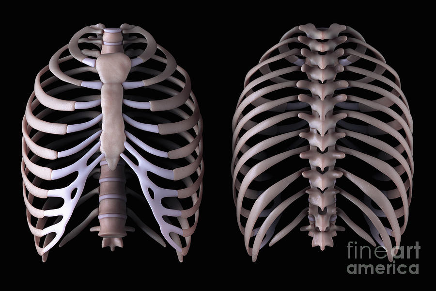 Nice Rib Cage Multiple View Of The Rib Cage #1 by Science Picture Co