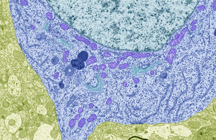 Nerve cell, TEM #1 by Steve Gschmeissner / Science Photo Library