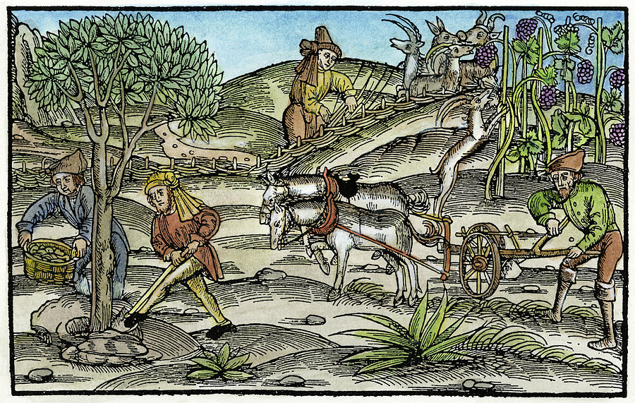 Peasants Farming, C1520 #1 by Granger