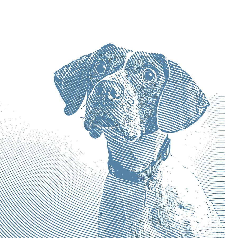 Pointer dog in animal shelter hoping to be adopted #1 Drawing by GeorgePeters