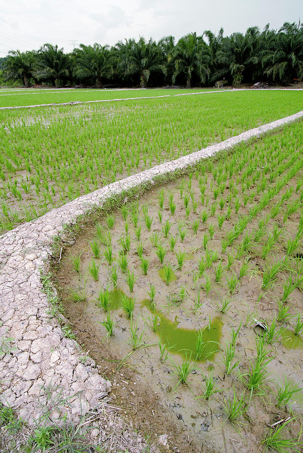 Rice Paddy Field #1 by Sinclair Stammers / Science Photo Library