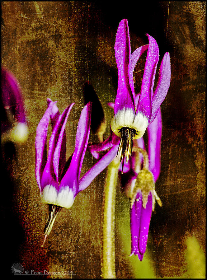 Shooting Stars #1 Photograph by Fred Denner