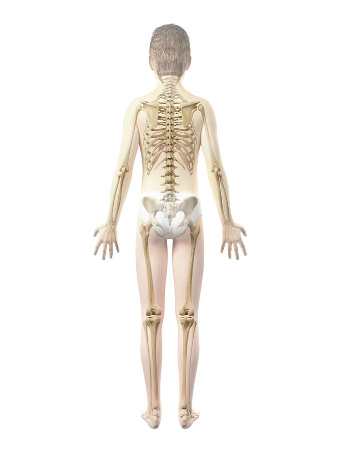 Skeletal System Of Boy #1 by 3Dmedisphere / Science Photo Library