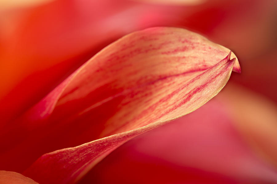 Vibrant Red Floral Close-up Photograph - Surrounded by Mary Jo Allen