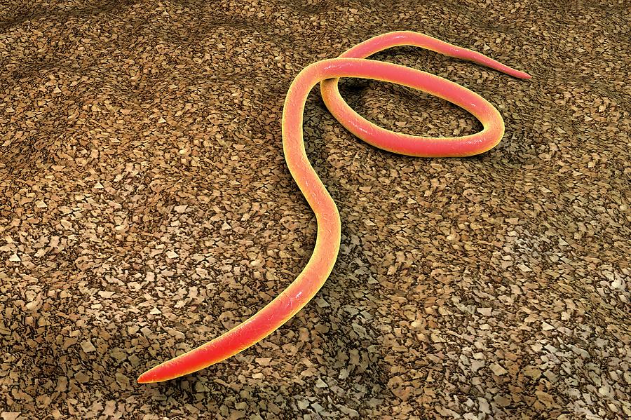 Threadworm #1 by Kateryna Kon / Science Photo Library