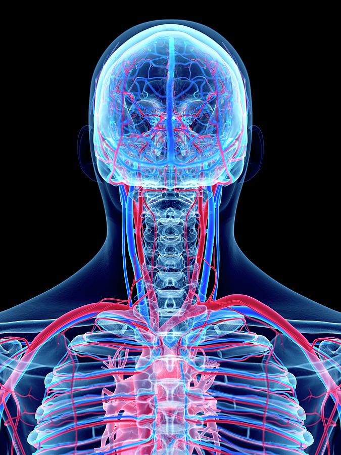 Vascular System Of Head And Neck #1 by 3Dmedisphere / Science Photo Library