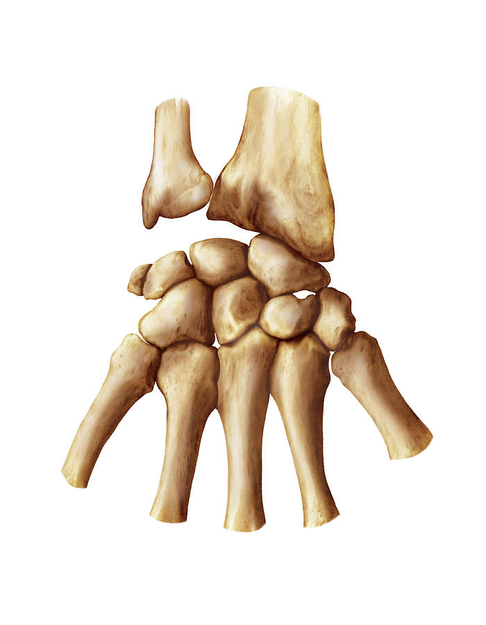 Wrist And Metacarpus Bones #1 by Asklepios Medical Atlas / Science ...