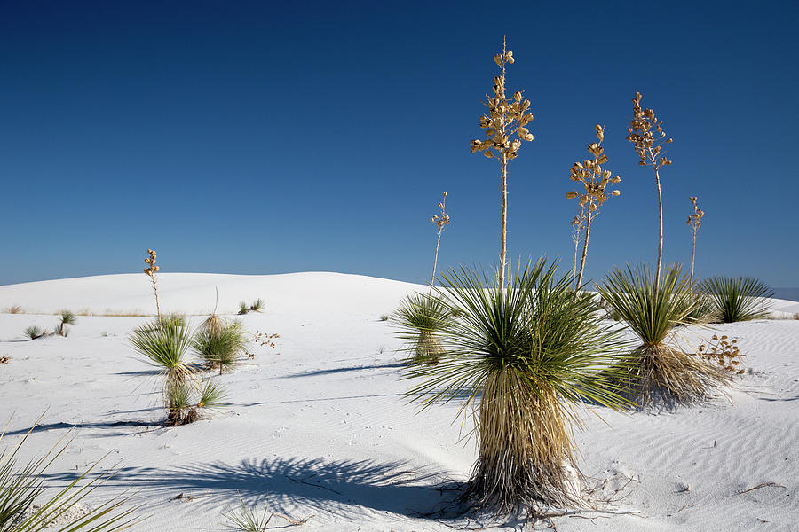 Yucca Library Yucca (yucca Elata) Plants #1 by Jim West / Science Photo Library