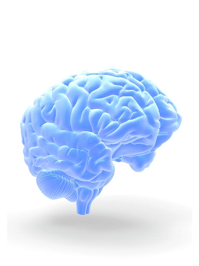 Human Brain #10 by Alfred Pasieka / Science Photo Library