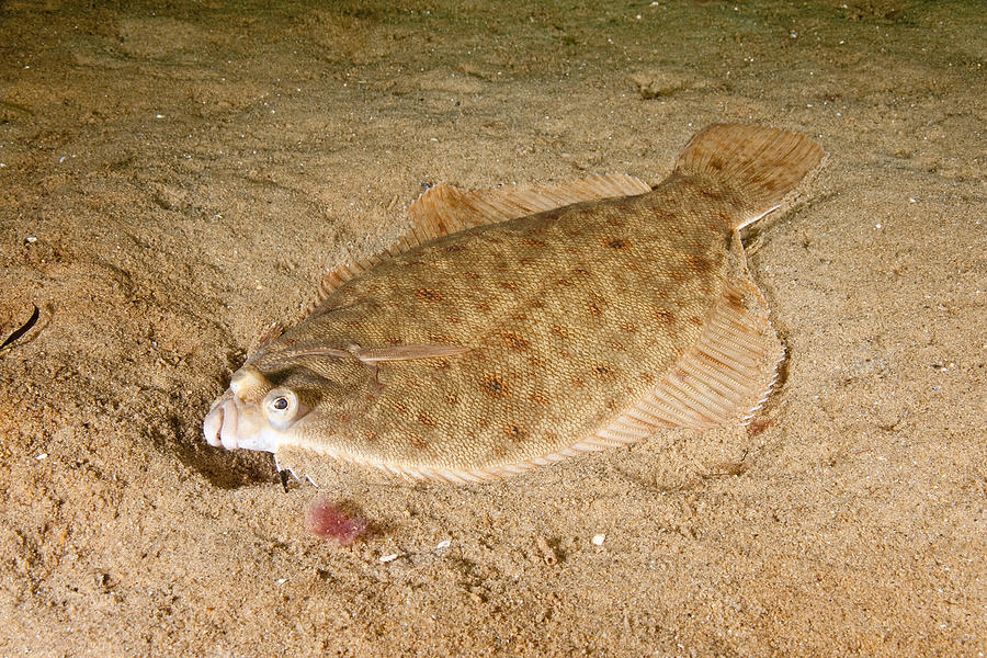Winter Flounder #10 by Andrew J. Martinez