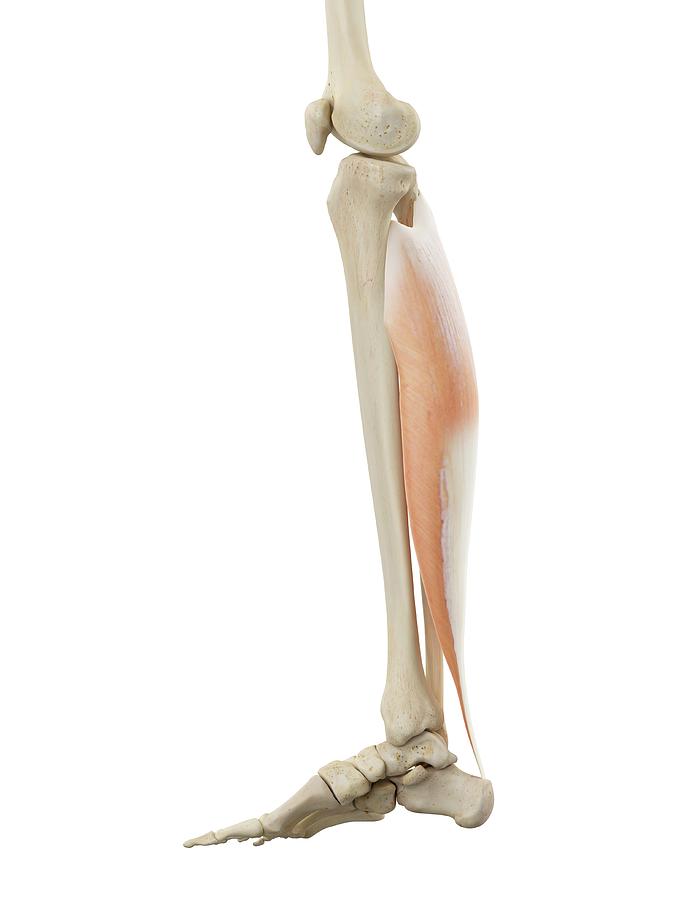 Human Leg Anatomy #11 by 3Dmedisphere / Science Photo Library