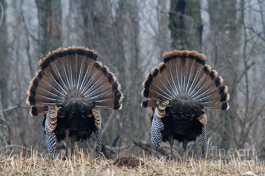 Jake Eastern Wild Turkeys #11 by Linda Freshwaters Arndt