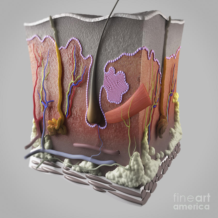 Anatomy Of Human Skin #12 by Science Picture Co