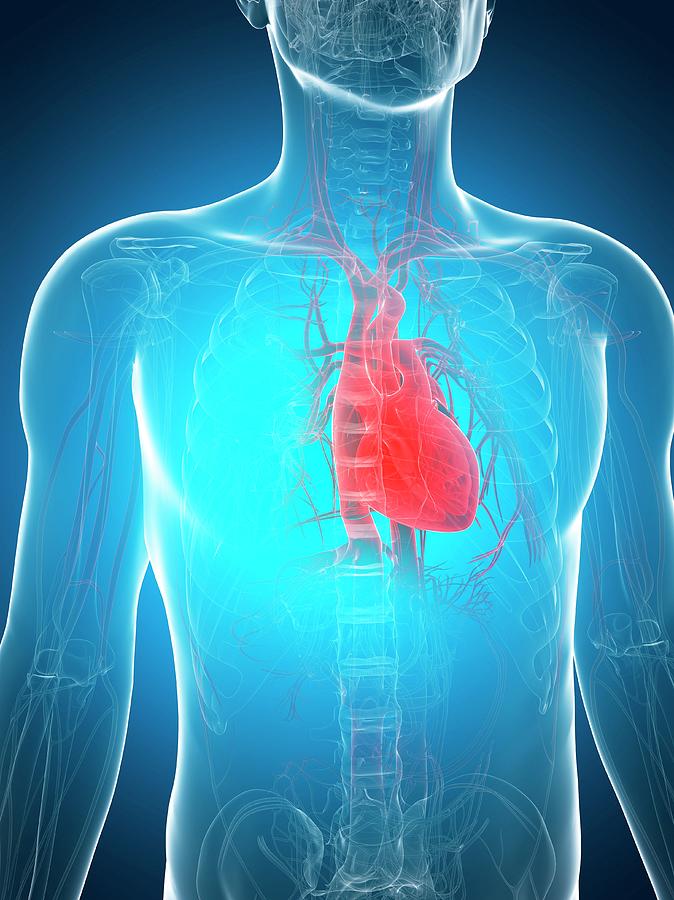 Healthy Heart #12 by 3Dmedisphere / Science Photo Library