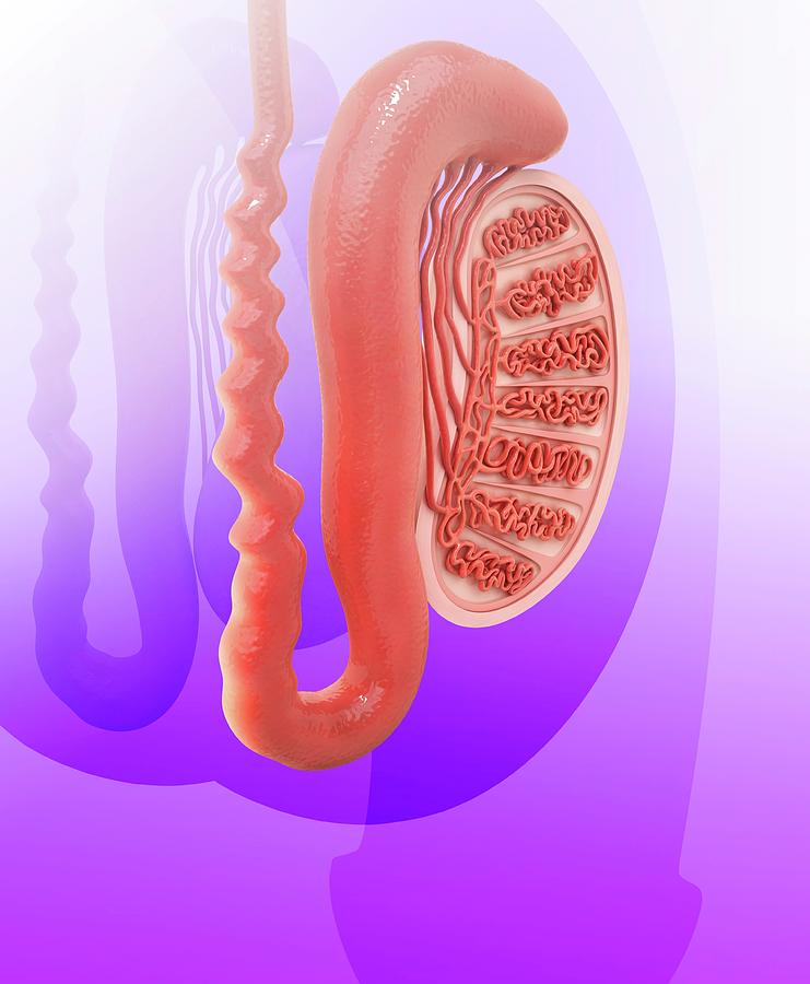 Testiclese Human Testicle #13 by Pixologicstudio / Science Photo Library