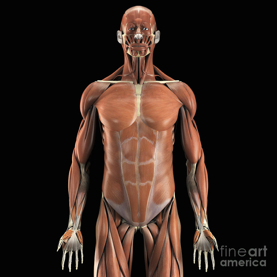 System Science Muscle The Muscle System #13 by Science Picture Co