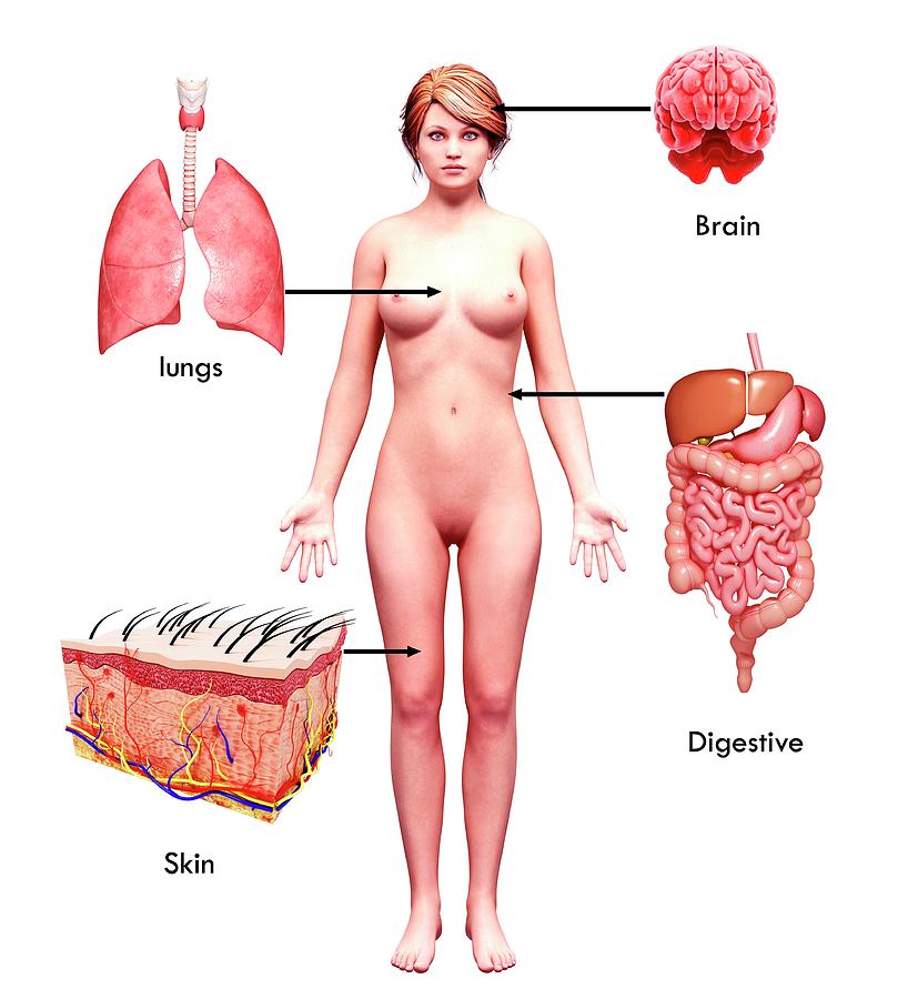 Female Anatomy #1313 by Pixologicstudio / Science Photo Library