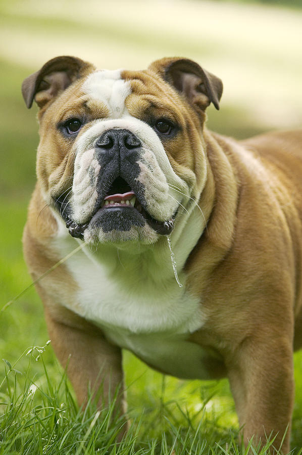 English Bulldog #15 by Jean-Michel Labat