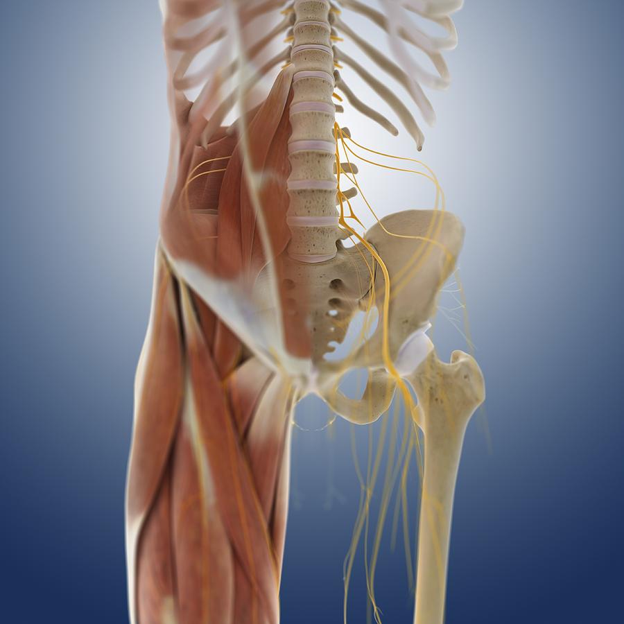 Lower body anatomy, artwork #15 by Springer Medizin / Science Photo Library