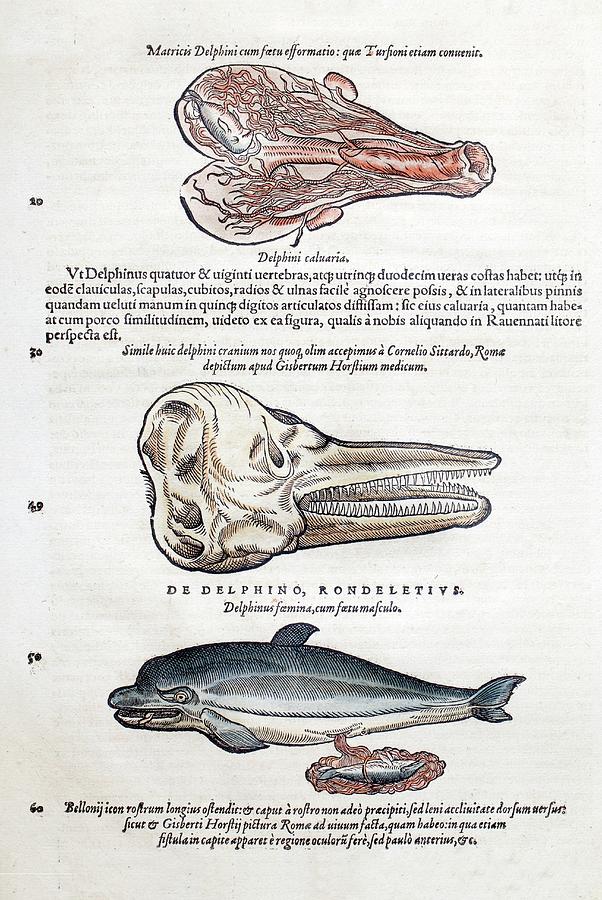 Science Gesner 1560 Gesner Dolphin As Sea Mammals by Paul D Stewart / Science Photo ...