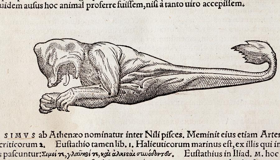 Science Gesner 1560 Gesner Foetal Sea Monster by Paul D Stewart / Science Photo Library