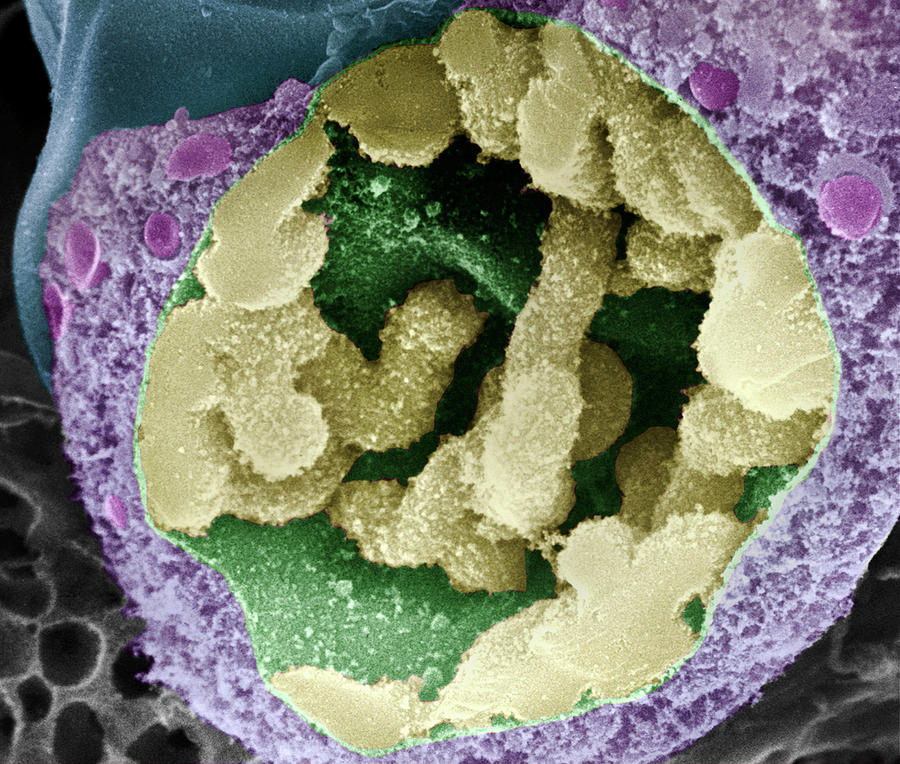 Dividing Pollen Cell #16 by Professor T. Naguro / Science Photo Library