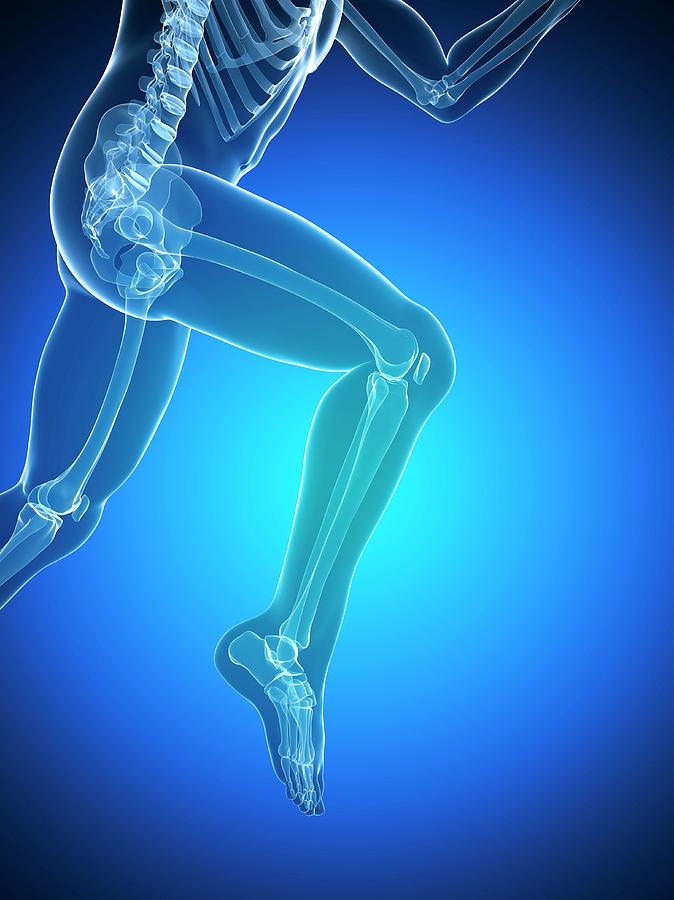 Active Skeleton Running Skeleton #16 by 3Dmedisphere / Science Photo Library