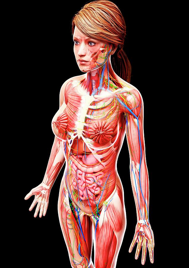 Female Anatomy #172 by Pixologicstudio / Science Photo Library