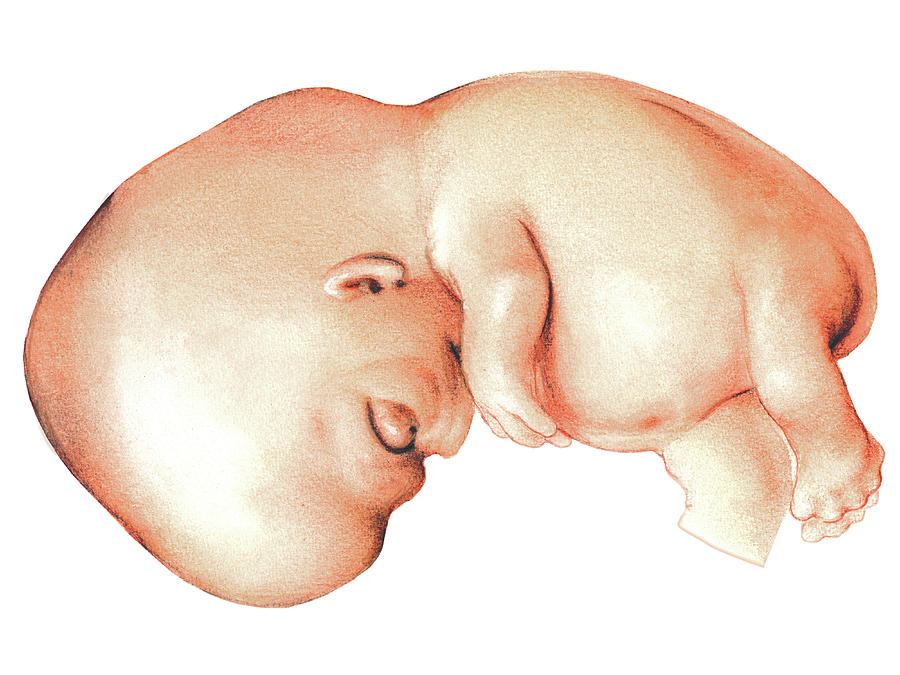 Embryo #18 by Asklepios Medical Atlas / Science Photo Library