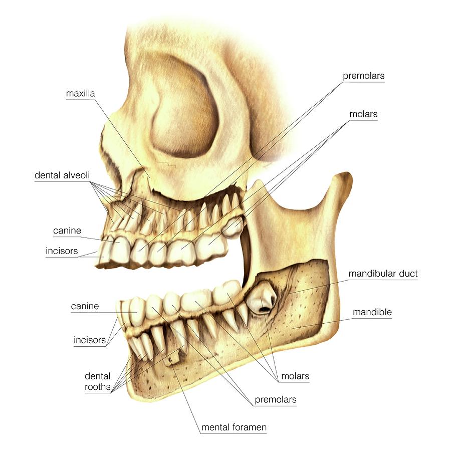 Adult Teeth #2 by Asklepios Medical Atlas / Science Photo Library