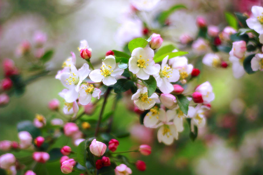Apple Blossom #3 Photograph by Jessica Jenney
