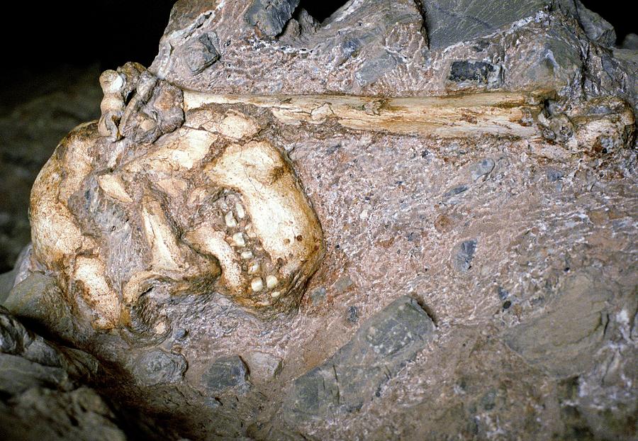 Australopithecus Hominid Remains #2 by John Reader / Science Photo Library