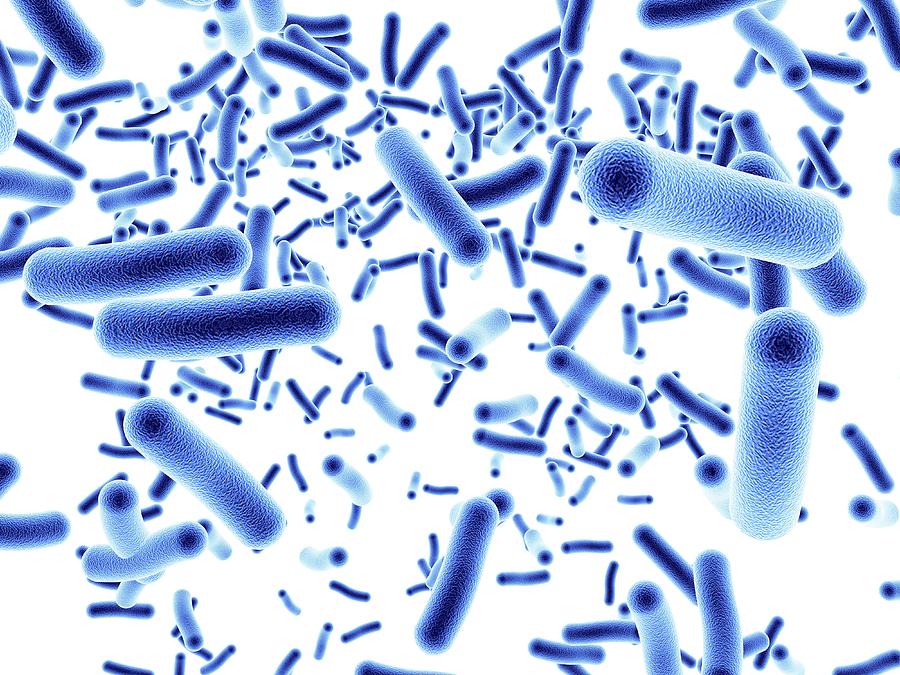 Science Photo Library Bacterias Bacteria #2 by Alfred Pasieka / Science Photo Library